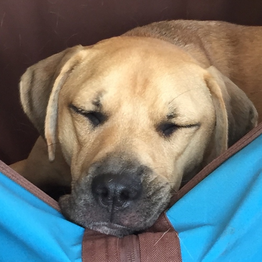 Meet your Posher, Sandy